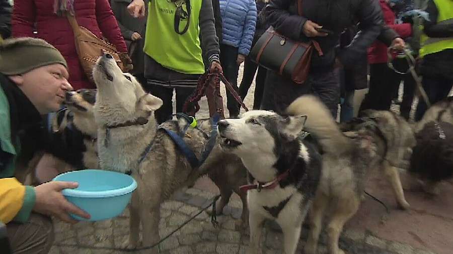 Wyli na wrocławskim rynku, bo nie godzą się na zabijanie wilków