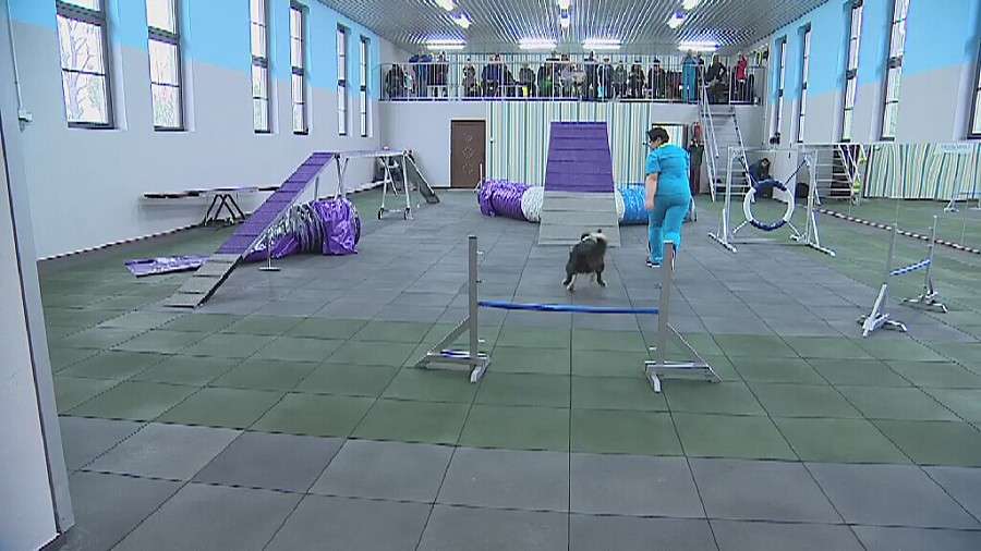 Tam wyszkolisz swojego psa. Pierwsza w Polsce akademia dla czworonogów we Wrocławiu