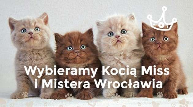 Wybieramy kocią Miss i Mistera Wrocławia