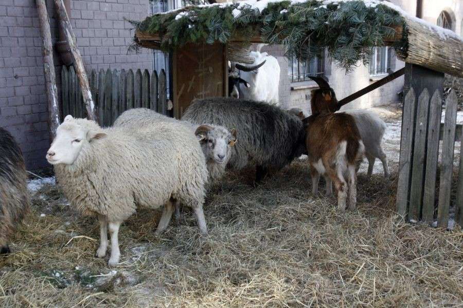 Żywe szopki już od Wigilii
