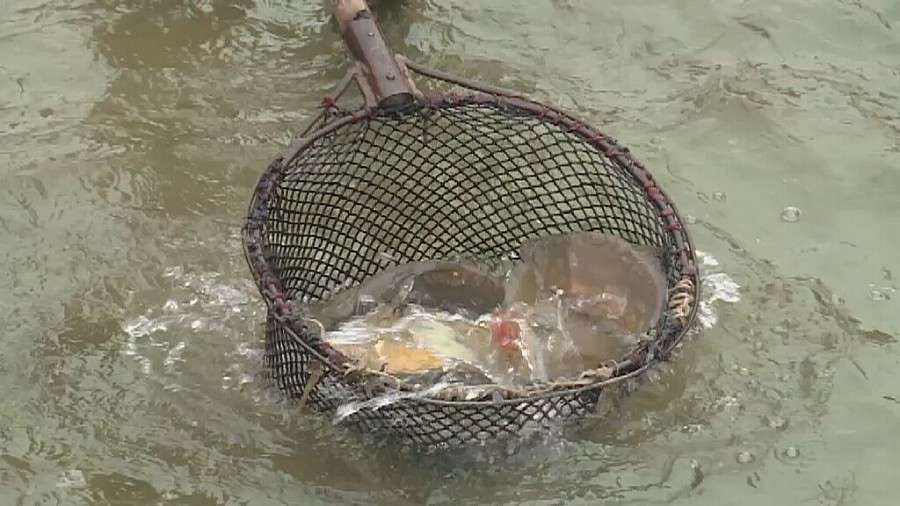  Cena karpi może osiągnąć nawet 16 zł za kilogram