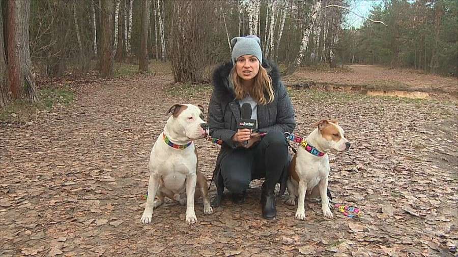 Nie dostali samochodu zastępczego po wypadku, bo... wieźli ze sobą psy 