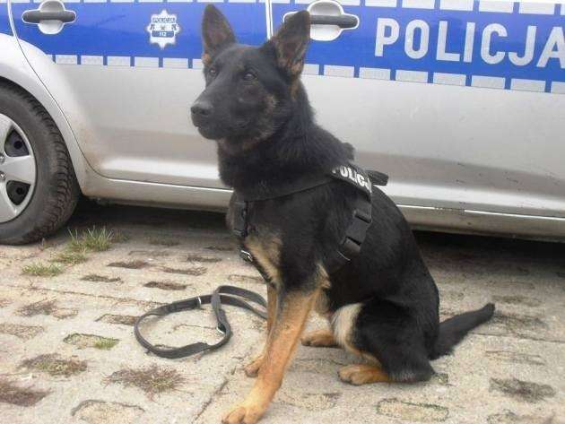 Policjanci  zatrzymali włamywacza. Pomógł im policyjny pies! 