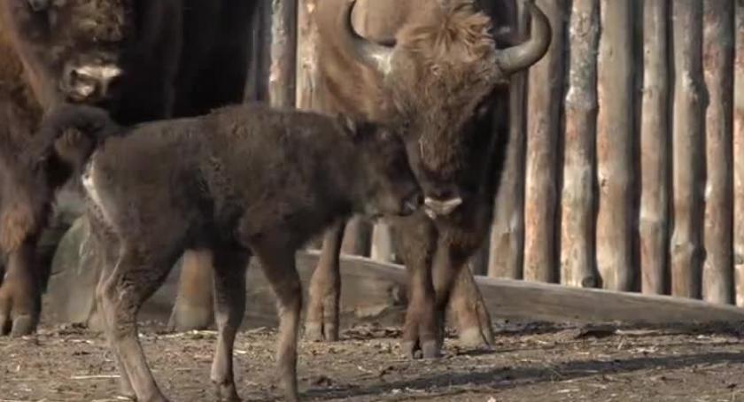 Portmonetka nową mieszkanką wrocławskiego zoo. To mała żubrzyczka