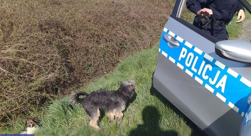 Pies pilnował przy drodze rannego towarzysza. Pomogli im policjanci