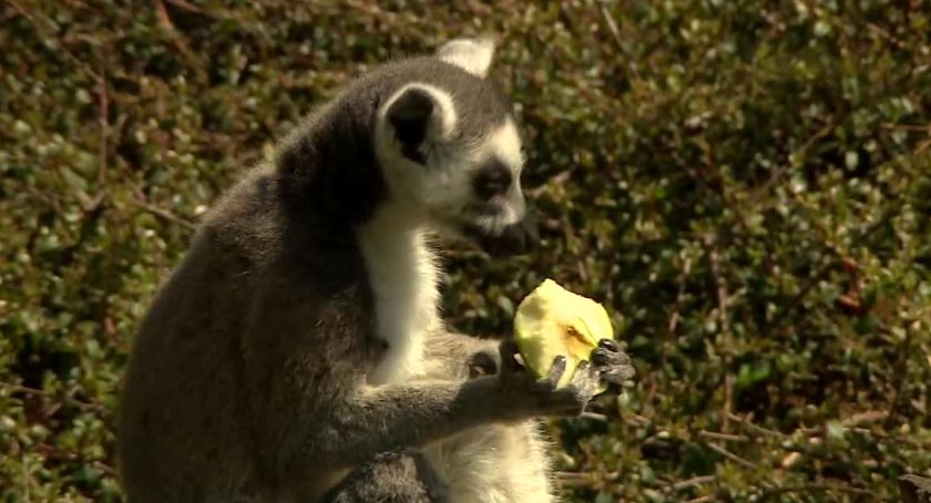 Baby boom we wrocławskim zoo. Na świat przyszły między innymi kozy i lemury