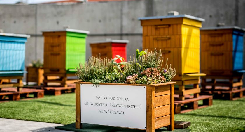 Pasieka na Wroclavii