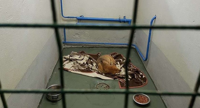 Azyl dla zwierząt pęka w szwach