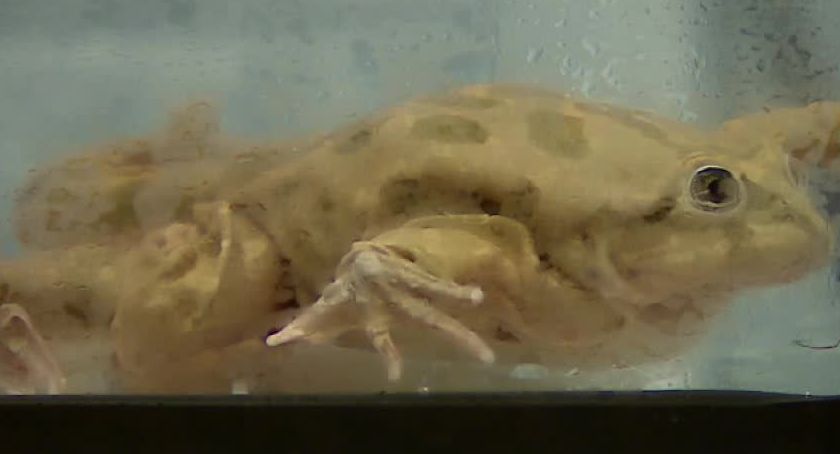Wrocławskie zoo rozpoczyna hodowle zagrożonych wyginięciem żab. Pochodzą z jeziora Titicaca