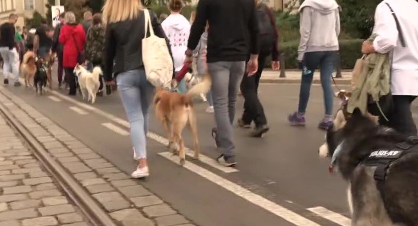 Ulicami Wrocławia przeszła charytatywna psia parada