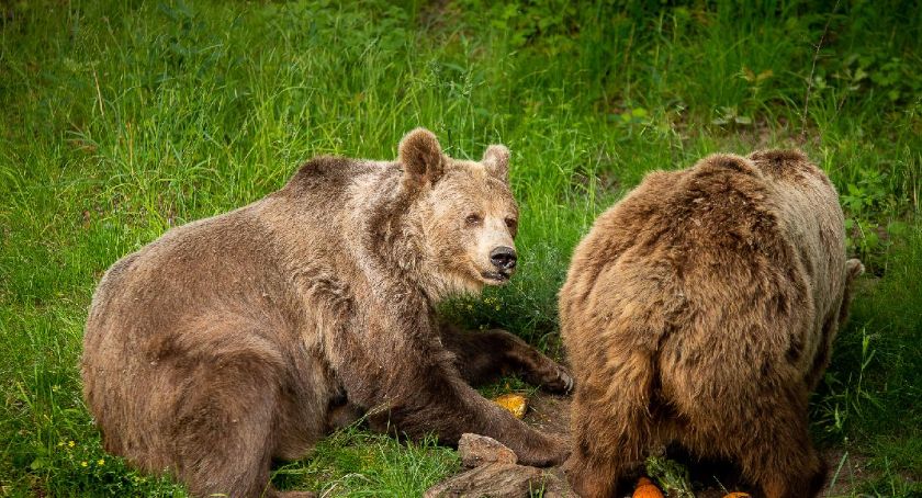 Adopcja symboliczna – wsparcie wrocławskiego ZOO