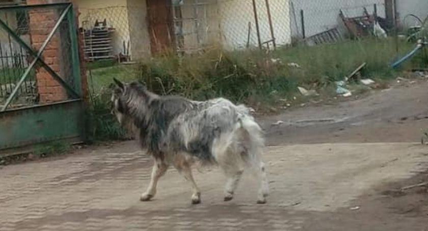 Koza na Grota Roweckiego