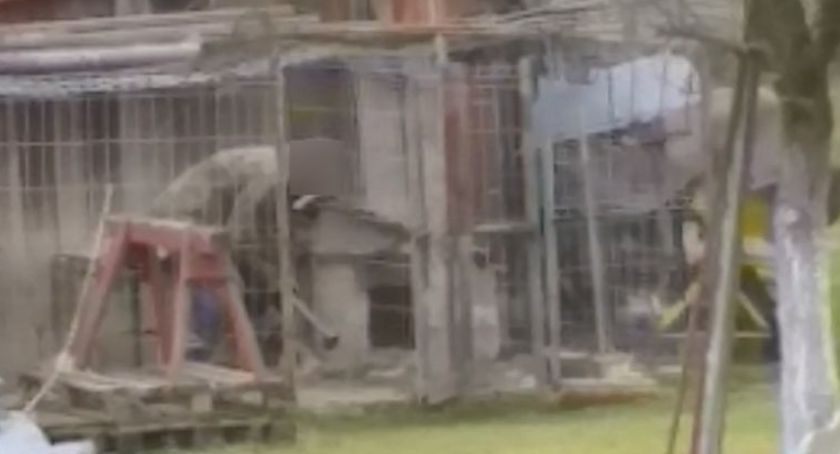 Co za zwyrodnialec !!! Młotkiem zatłukł psa. Uwaga drastyczne video
