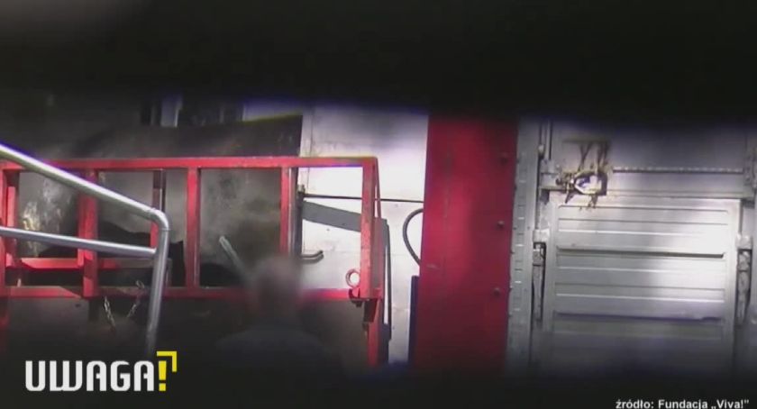 Krowy rażone prądem w głowę. Drastyczne nagrania z ubojni