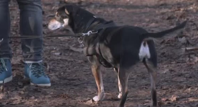 Uwaga! TVN: Stare psy czekają na adopcję. „Trzy lata życia to dla nich kilkanaście”