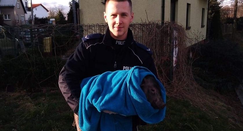 Policjanci pomogli zagubionej... śwince wietnamskiej