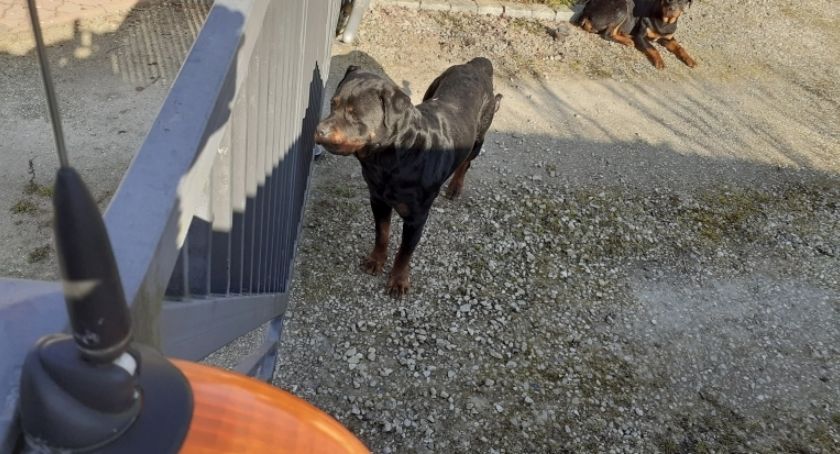 Rottweiler buszował w cudzym ogródku