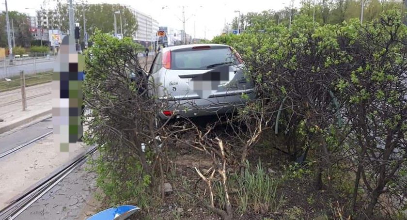 Ford Focus w żywopłocie