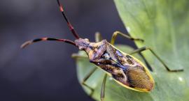 Plaga robactwa we Wrocławiu