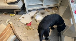 Amfetamina, truchło psa, odchody na podłodze i skrajnie zaniedbane czworonogi. Przerażający widok w domu zatrzymanego 29-latka