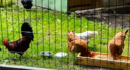 Kury i kaczki ze schroniska we Wrocławiu zaczynają nowe życie. Zamieszkały w pałacu