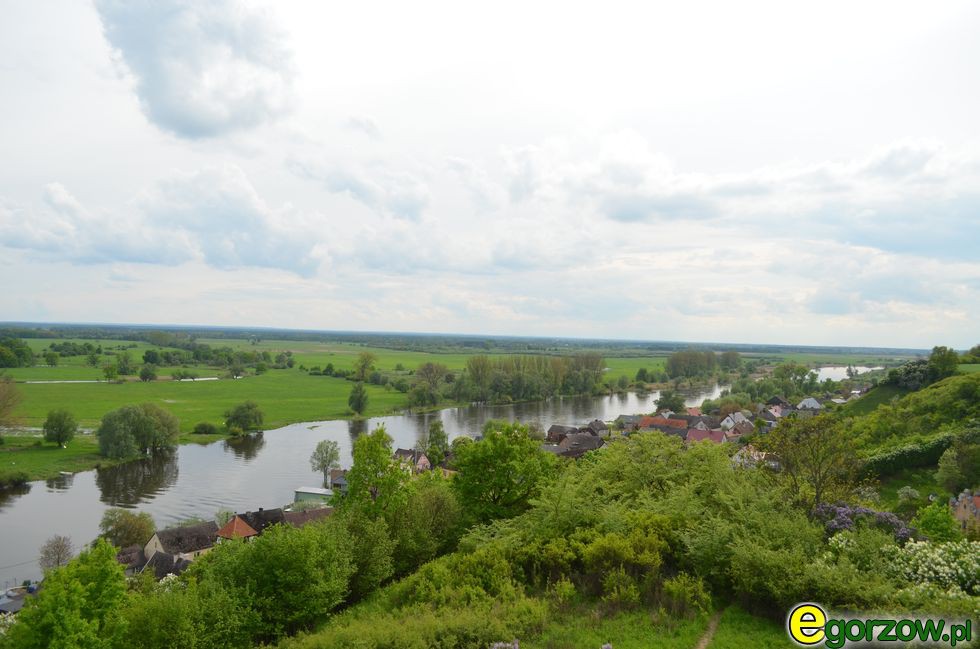 Szczątki prehistorycznego nosorożca znalezione pod Gorzowem