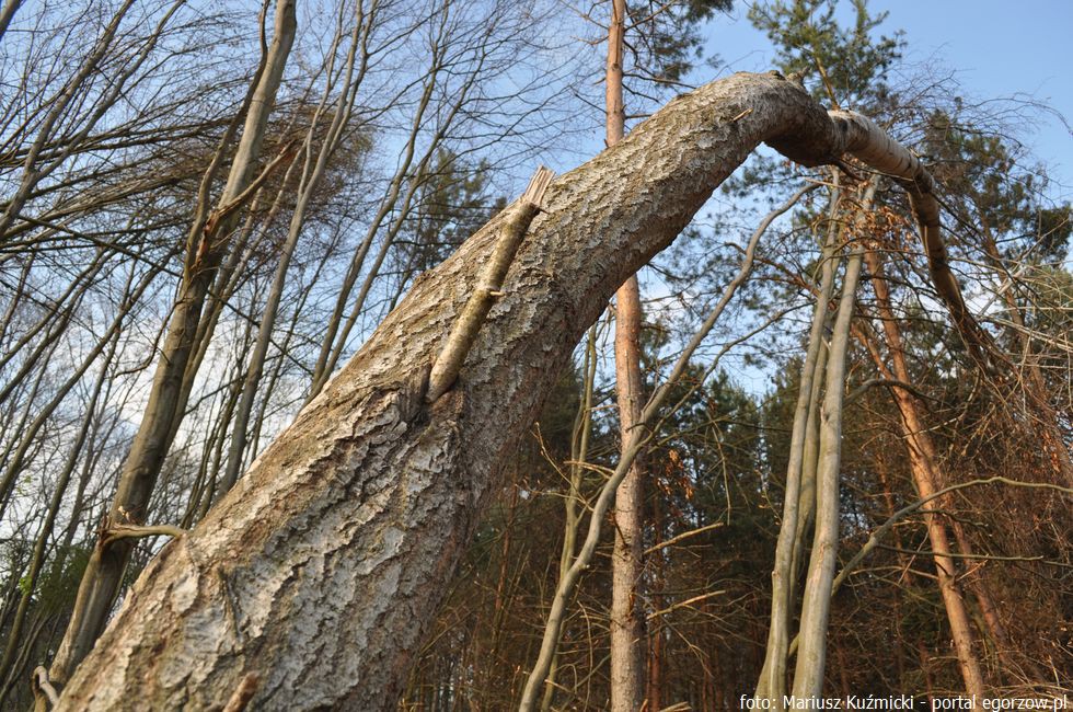 Biegli przyjrzą się aferze budowlanej z lat 1999 - 2003