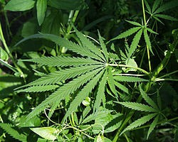Plantacja konopi indyjskiej w szafie 29-letniej gorzowianki