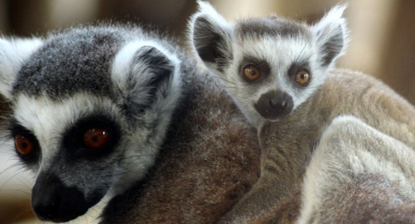 Baby boom w Warszawskim ZOO