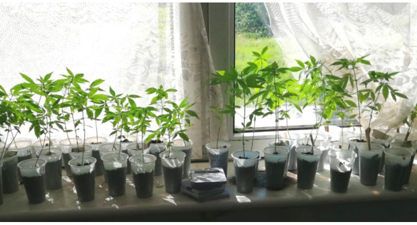 Mały plantator w rękach policji
