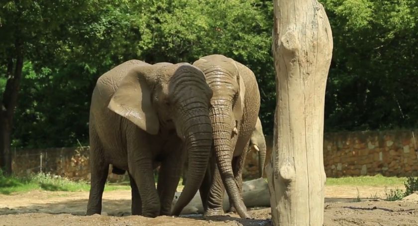 ZOO w Warszawie: słonie dostaną marihuanę?