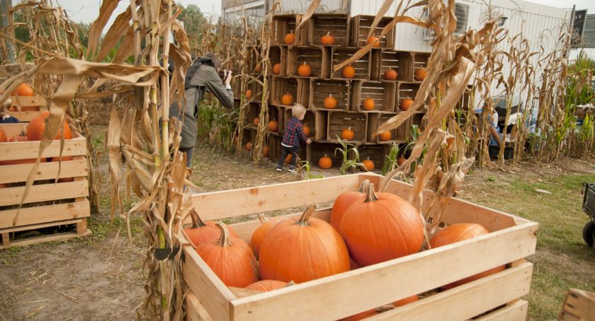 Farma Dyń — jesienna zabawa dla całej rodziny [ZDJĘCIA]