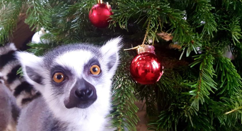 Warszawskie ZOO czeka na świąteczną pomoc