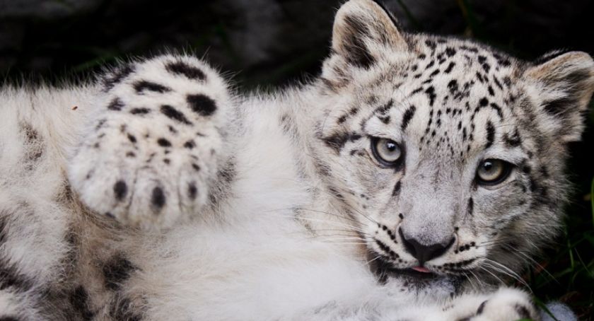 «Są maluszki, jest nadzieja». W Polsce rozpoczął się TyDzień Misji Ogrodów Zoologicznych