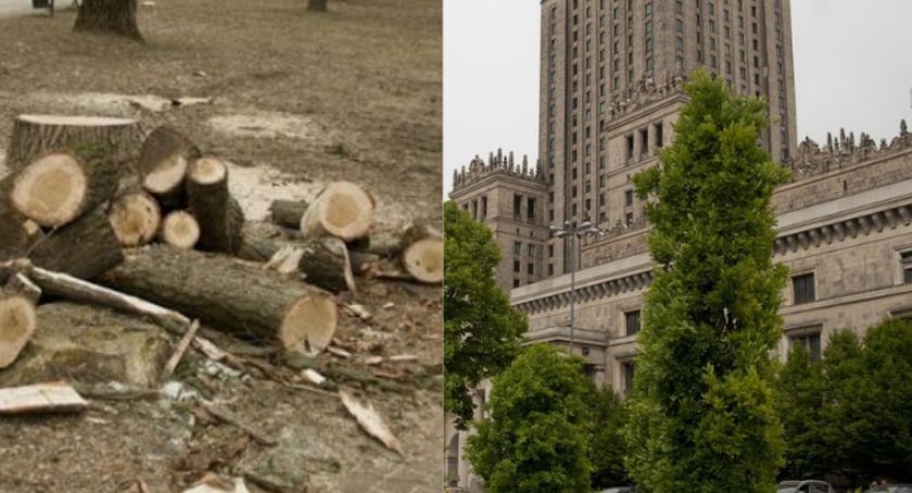 Wycięli drzewa sprzed PKiN. Jaki był powód takiego postępowania?