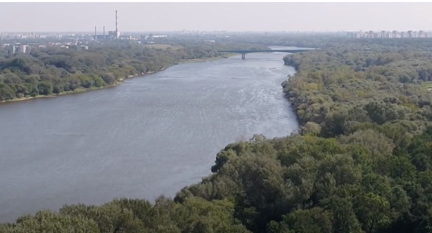 Ile warszawskie drzewa zarabiają rocznie? Badanie wskazuje, że mogłyby być na liście Forbes 