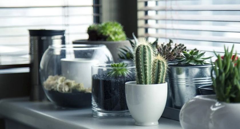 Greenville Bazar Roślin i Produktów Naturalnych 2021