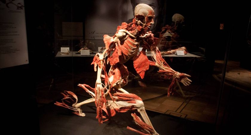Body Worlds Vital 2022 [ZAPOWIEDŹ]