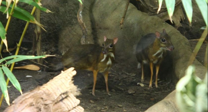 Nowa mieszkanka warszawskiego ZOO. Zgadniecie, jaki to gatunek? [ZDJĘCIA]