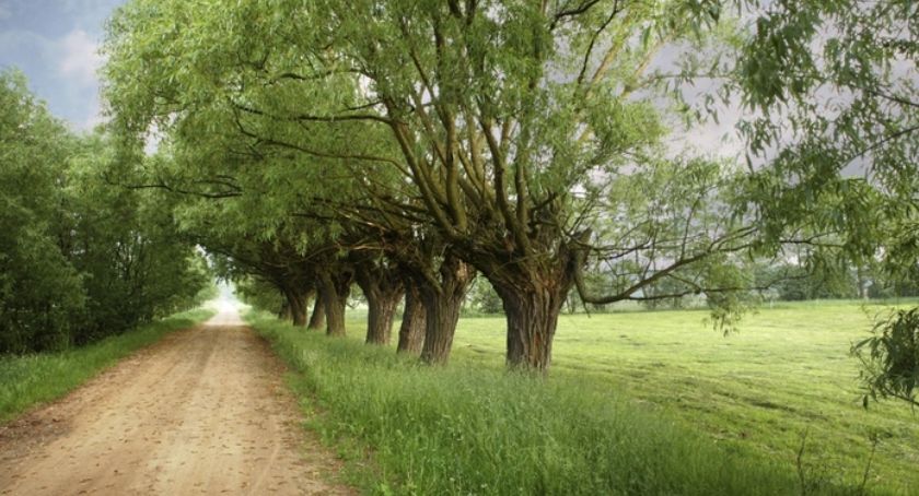 Mazowieckie Zdarzenia Muzealne – Wierzba: Samorząd Mazowsza rozdał nagrody