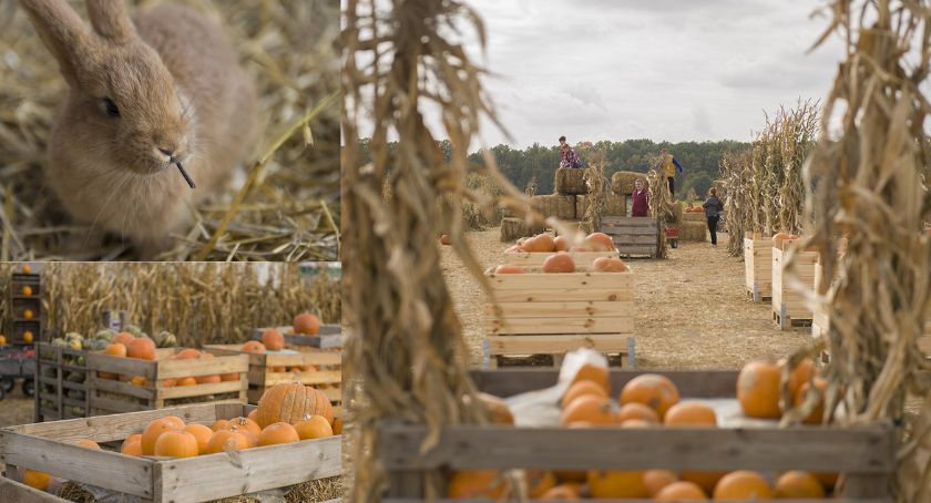 Farma Dyń — jesienna zabawa dla całej rodziny [ZDJĘCIA. GODZINY OTWARCIA]