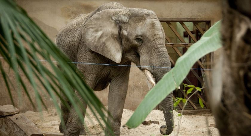 Zostań pomocnikiem św. Mikołaja! Podaruj zwierzakom z Warszawskiego ZOO magię Świąt