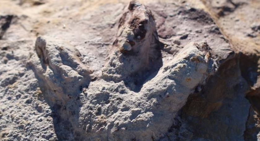 Dinozaury na Mazowszu