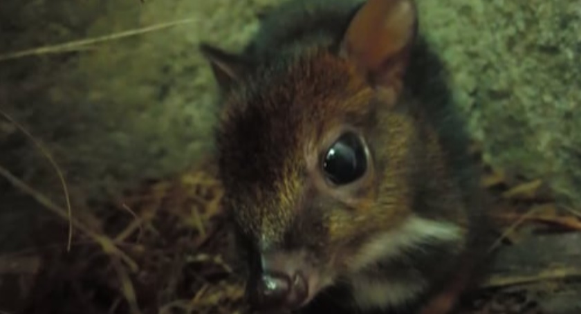 Warszawskie ZOO: narodziny małego kanczyla! [ZDJĘCIA]