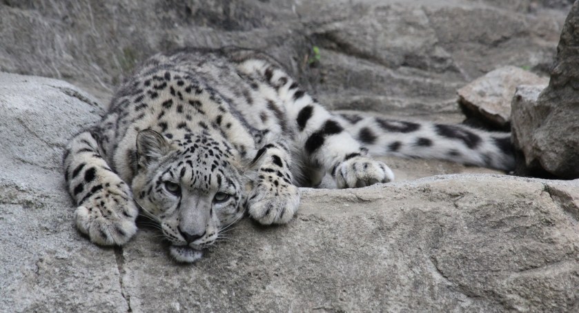 Zmarła pantera śnieżna z Warszawskiego ZOO. Zachorowała na COVID-19