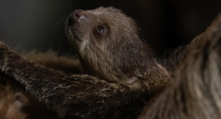 W stołecznym ZOO przyszedł na świat leniuchowiec dwupalczasy. Zobaczcie zdjęcia malucha!
