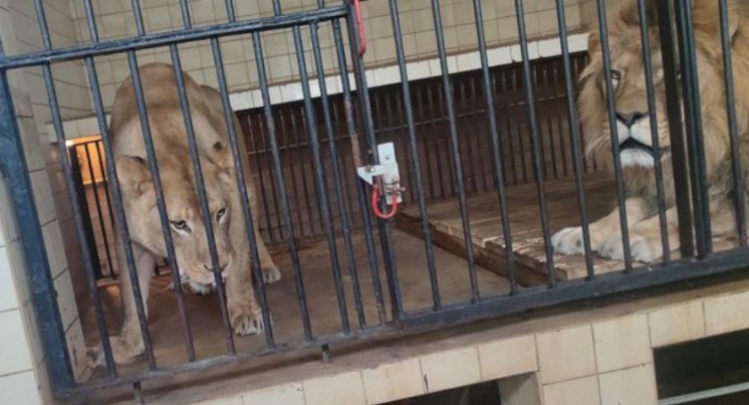 Wjechał autem na teren zoo i wyłamał drzwi do klatki. Chciał się dostać na wybieg lwów