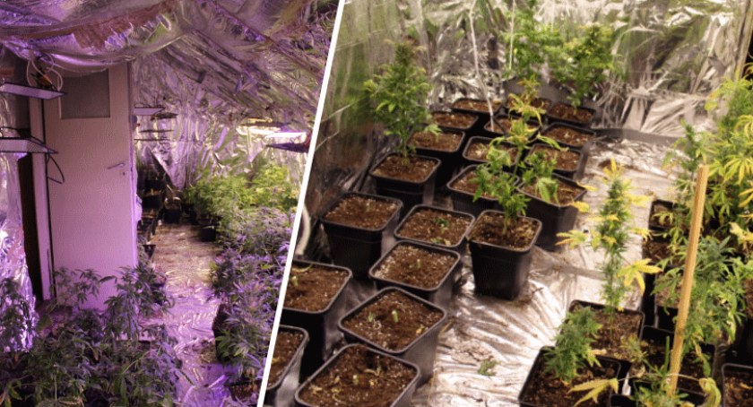 Domowa plantacja o czarnorynkowej wartości pół miliona złotych [ZDJĘCIA]