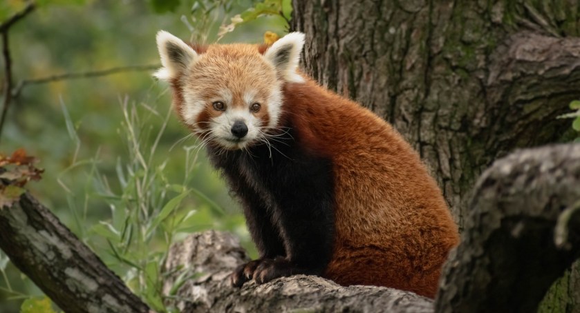 Tydzień Misji Ogrodów Zoologicznych i Akwariów