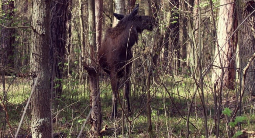 Kampinoski Park Narodowy to doskonałe miejsce na spacer [ZDJĘCIA]